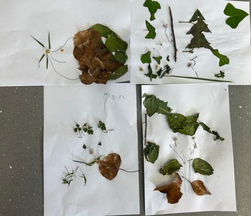 Nature Art 2